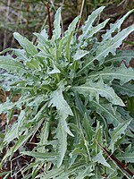 Andryala subglabrata