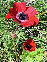 Anemone coronaria