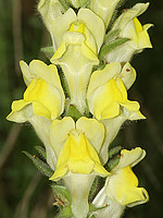 Antirrhinum rothmaleri