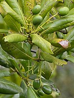 Apollonias barbujana