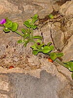 Aptenia cordifolia