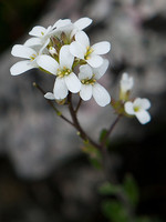 Arabis sadina