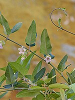 Araujia sericifera