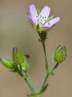 Arenaria emarginata