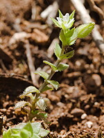 Arenaria leptoclados