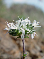 Arenaria querioides