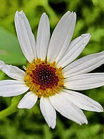 Argyranthemum haematomma
