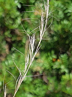 Aristida coerulescens