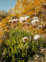 Armeria berlengensis