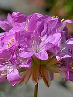 Armeria maderensis