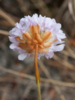 Armeria pinifolia