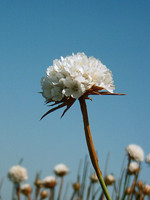 Armeria pseudoarmeria