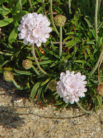 Armeria pubigera