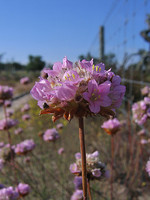 Armeria rouyana