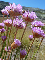 Armeria sampaioi