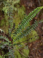 Asplenium anceps