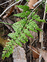 Asplenium obovatum