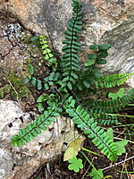 Asplenium trichomanes