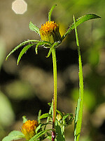Bidens frondosa