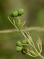 Bifora testiculata
