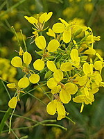 Brassica napus