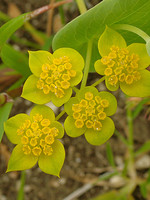 Bupleurum lancifolium