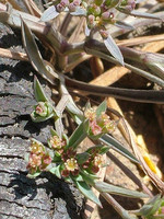 Bupleurum semicompositum