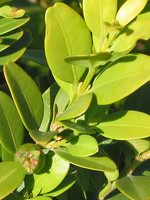 Buxus sempervirens