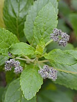 Bystropogon maderensis