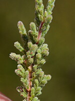 Calluna sagittifolia