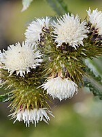 Carduus squarrosus
