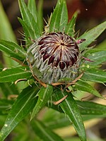 Carlina salicifolia