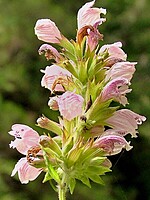 Cedronella canariensis