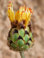 Centaurea crocata