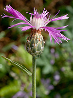 Centaurea diluta