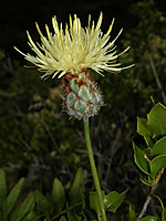 Centaurea occasus