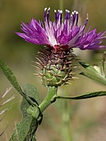 Centaurea sphaerocephala