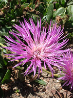 Centaurea vicentina