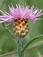 Centaurea vinyalsii