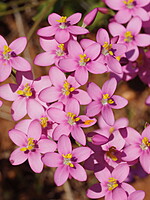 Centaurium grandiflorum