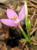 Centaurium portense