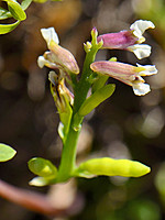 Ceratocapnos claviculata
