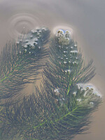 Ceratophyllum submersum