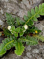 Ceterach lolegnamense