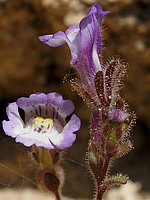 Chaenorhinum serpyllifolium