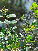 Chamaemeles coriacea