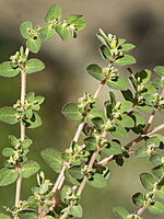 Chamaesyce prostrata