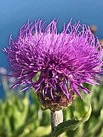 Cheirolophus massonianus