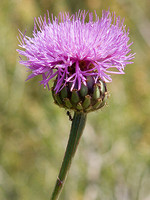 Cheirolophus uliginosus