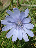 Cichorium intybus